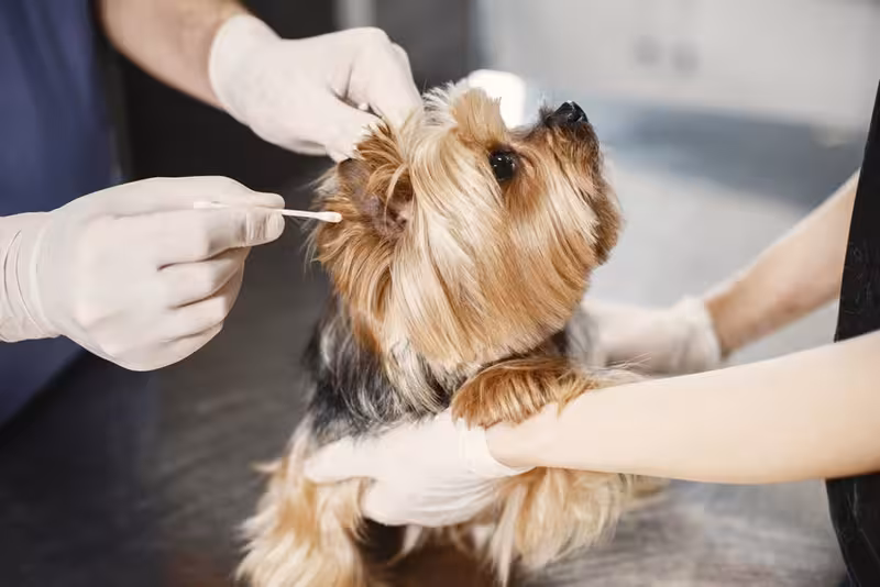 Ear care for Signs You May Need Advice on Ear Wax Removal - How To Get Hold Of Ashford: Private Microsuction Ear Wax Removal...